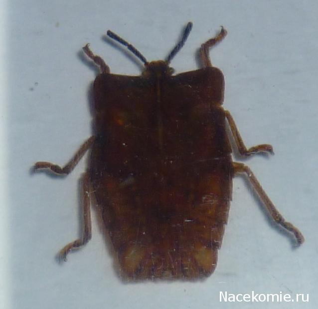 Насекомые №37 Красный клоп Личи (личинка) (Tesseratoma papillosa) фото, обсуждение