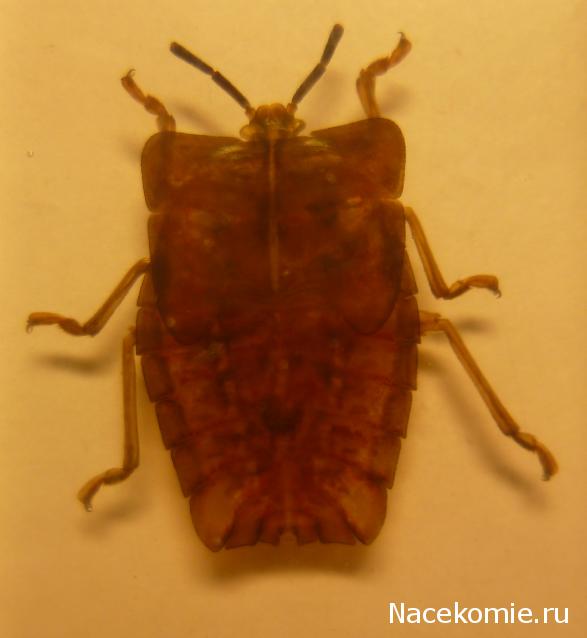 Насекомые №37 Красный клоп Личи (личинка) (Tesseratoma papillosa) фото, обсуждение