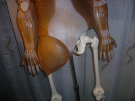 "Собери и познай человеческое тело" (сборка скелета)