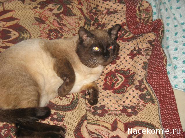 Фото кошек)))))