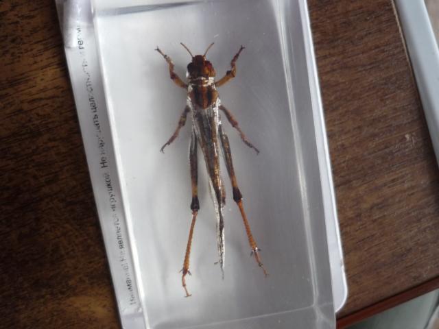 Насекомые №6 Перелетная саранча (Locusta migratoria) фото, обсуждение