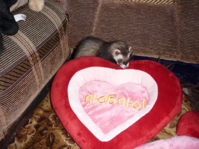 Наши домашние питомцы