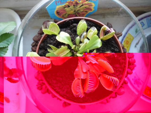 Цветы и растительность в нашем доме)