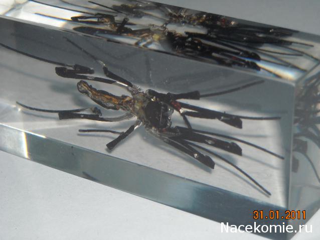 Насекомые №27 Золотой Кругопряд (Nephila sp.) фото, обсуждение