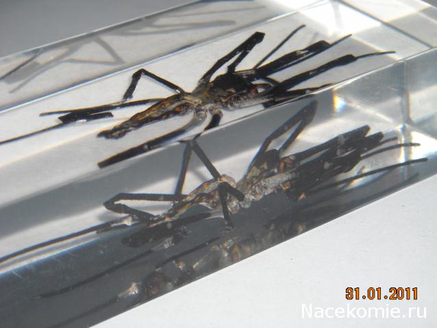 Насекомые №27 Золотой Кругопряд (Nephila sp.) фото, обсуждение