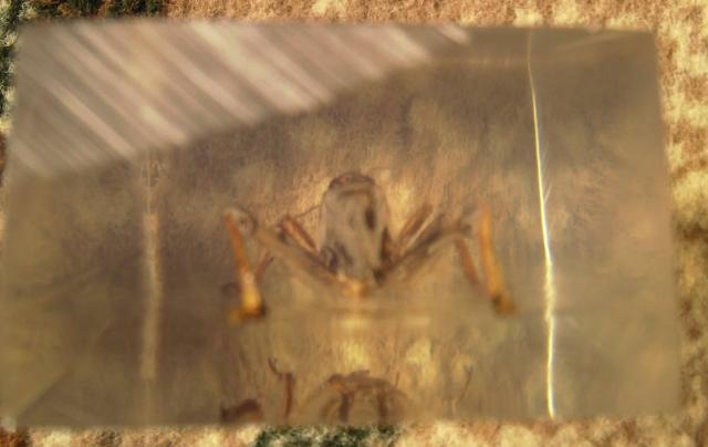 Насекомые №6 Перелетная саранча (Locusta migratoria) фото, обсуждение
