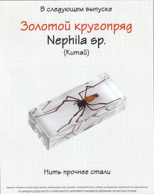 Насекомые №26 Бумажная Оса (Polistes s.p.) фото, обсуждение