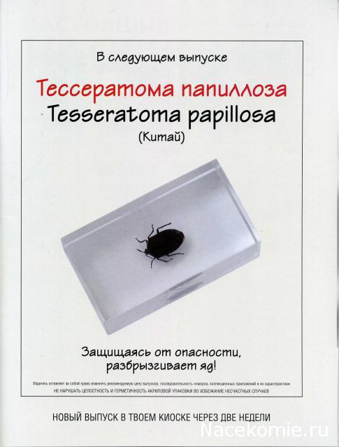 Насекомые №29 Тессератома Папиллоза (Tesseratoma papillosa) фото, обсуждение