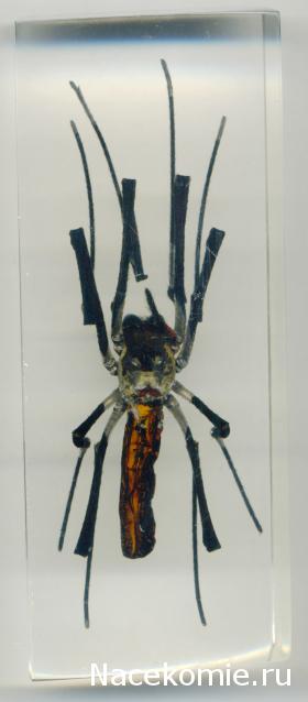 Насекомые №27 Золотой Кругопряд (Nephila sp.) фото, обсуждение