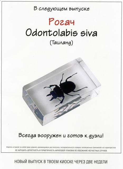 Насекомые №10 Рогач (Odontolabis siva) фото, обсуждение