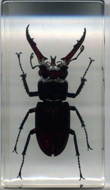 Насекомые в Акриле НЕ из Журнала