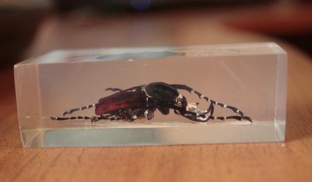 Насекомые №7 Формосская Бронзовка (Dicronocephalus) фото, обсуждение