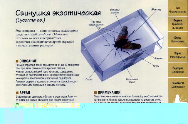 Насекомые №18 Свинушка Экзотическая (Lycorma sp.) фото, обсуждение