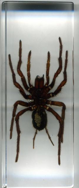 Насекомые в Акриле НЕ из Журнала