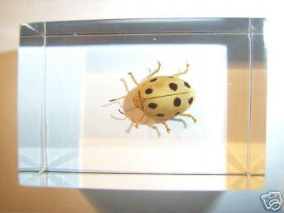 Фото насекомых (не из журнала)