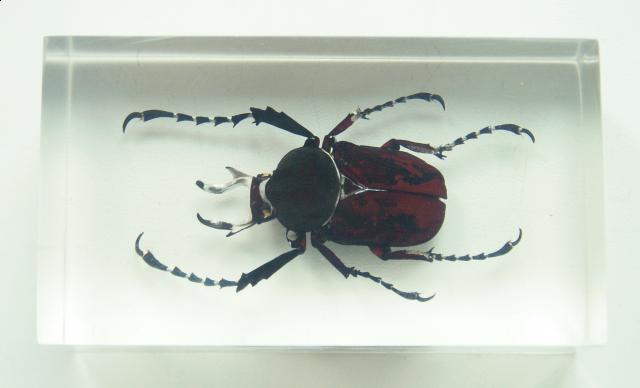 Насекомые №7 Формосская Бронзовка (Dicronocephalus) фото, обсуждение