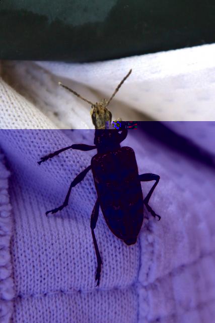 Фото насекомых (не из журнала)