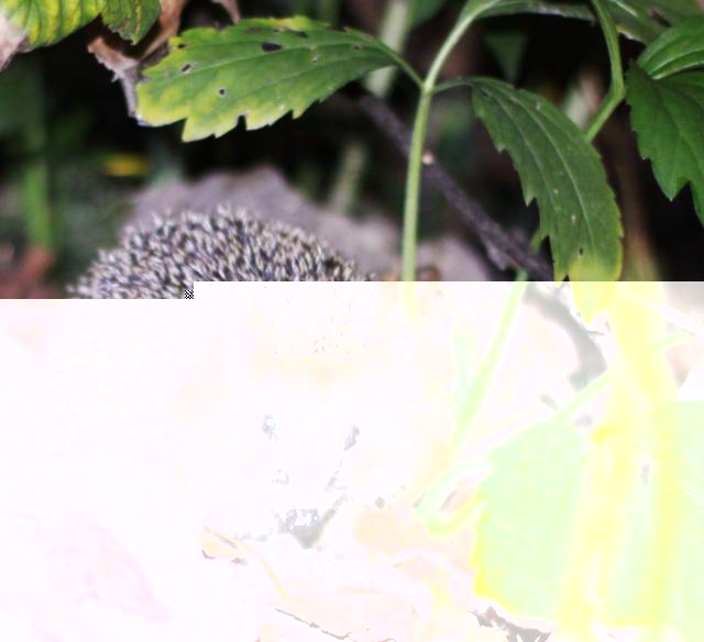 Болталка)) или милые детки, пишите сюда)))