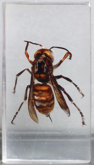 Насекомые №13 Шершень (Vespa sp.) фото, обсуждение