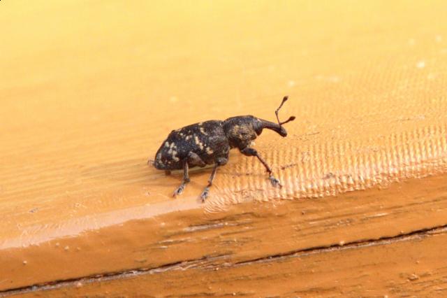 Фото насекомых (не из журнала)