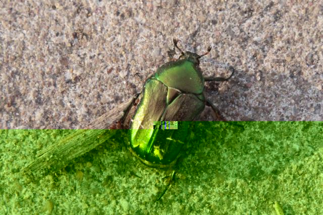 Фото насекомых (не из журнала)