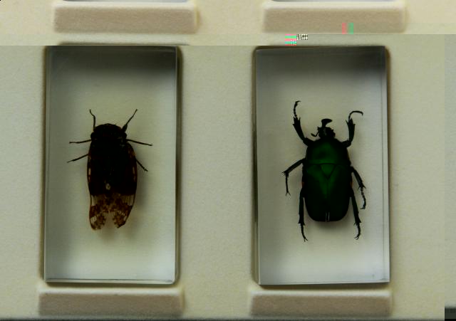 Насекомые №8 Индостанская Цикада (Platypleura) фото, обсуждение