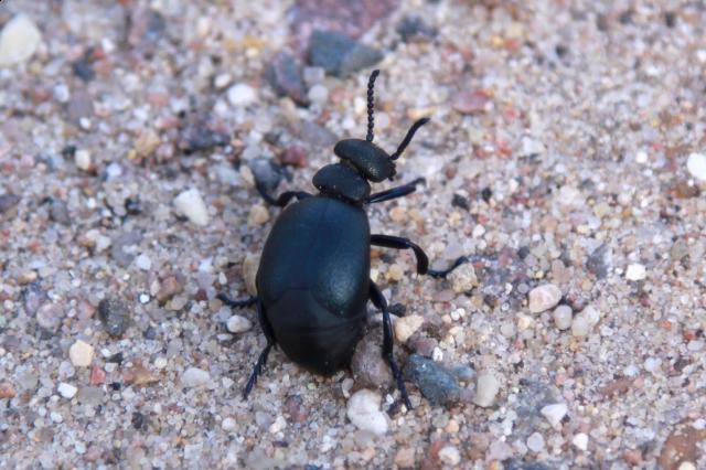 Фото насекомых (не из журнала)