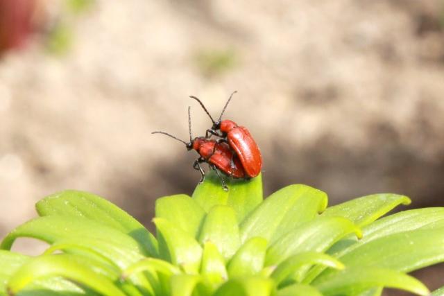 Фото насекомых (не из журнала)
