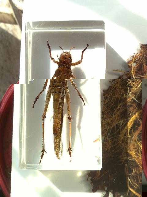 Насекомые №6 Перелетная саранча (Locusta migratoria) фото, обсуждение