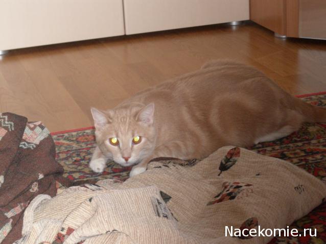 Наши домашние питомцы