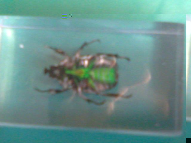 Насекомые №5 Изумрудный Жук (Trigonophorus sp.) Фото