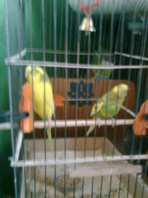 Наши домашние питомцы