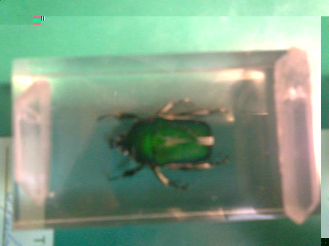 Насекомые №5 Изумрудный Жук (Trigonophorus sp.) Фото