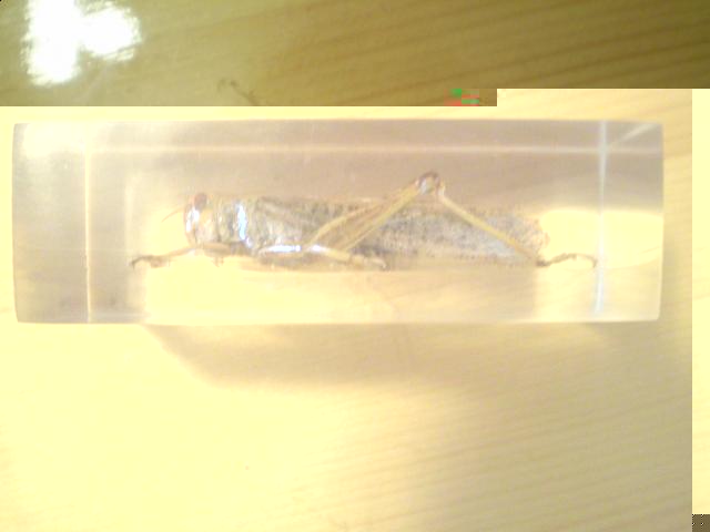 Насекомые №6 Перелетная саранча (Locusta migratoria) фото, обсуждение