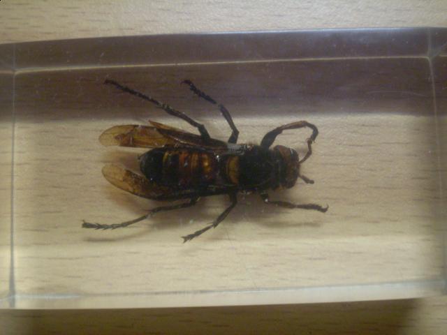 Насекомые №13 Шершень (Vespa sp.) фото, обсуждение