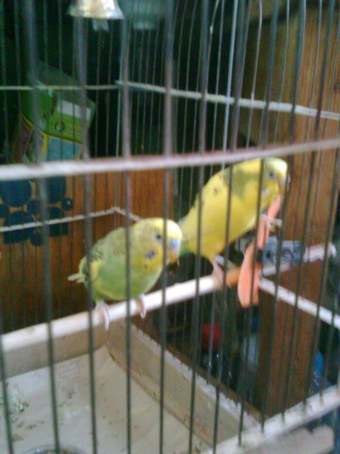 Наши домашние питомцы