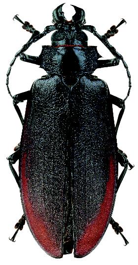 Фото насекомых (не из журнала)