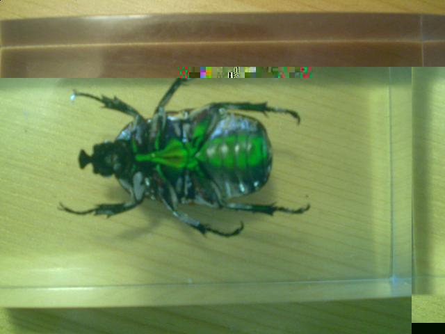 Насекомые №5 Изумрудный Жук (Trigonophorus sp.) Фото
