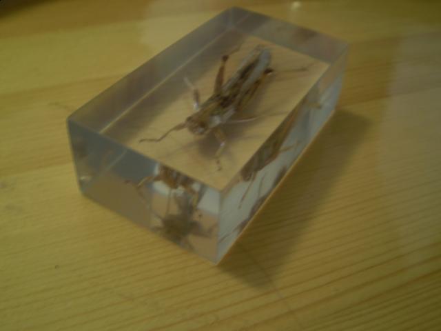 Насекомые №6 Перелетная саранча (Locusta migratoria) фото, обсуждение