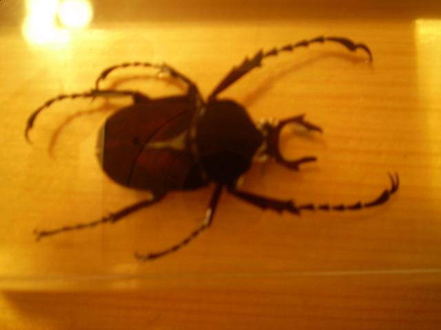 Насекомые №7 Формосская Бронзовка (Dicronocephalus) фото, обсуждение