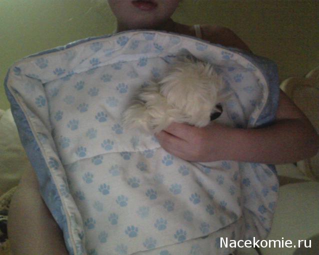 The Dog Collection 2010 - График Выхода и обсуждение