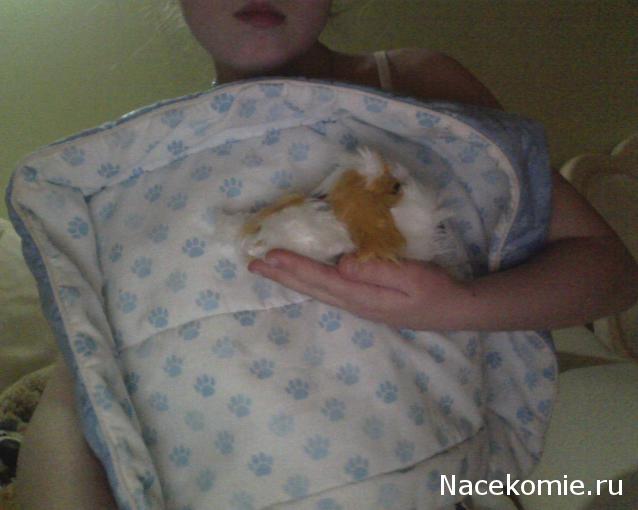 The Dog Collection 2010 - График Выхода и обсуждение