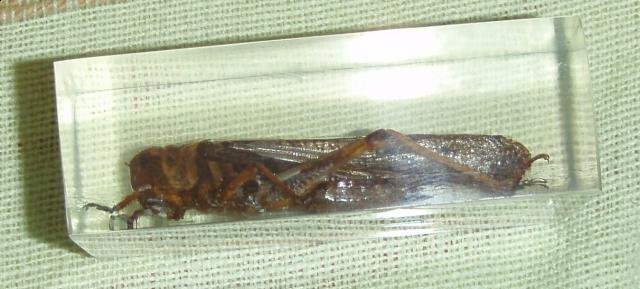 Насекомые №6 Перелетная саранча (Locusta migratoria) фото, обсуждение