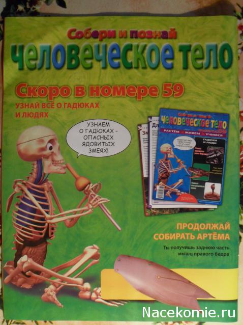 "Собери и познай человеческое тело" (сборка скелета)