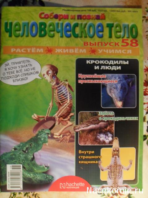 "Собери и познай человеческое тело" (сборка скелета)