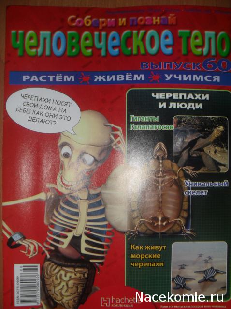 "Собери и познай человеческое тело" (сборка скелета)