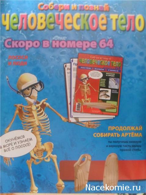 "Собери и познай человеческое тело" (сборка скелета)