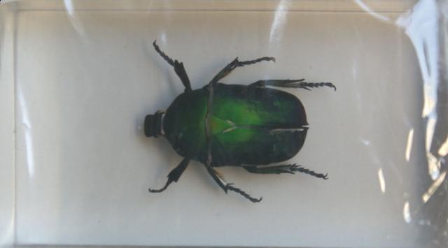 Насекомые №12 Бронзовка (Protaetia sp) фото, обсуждение