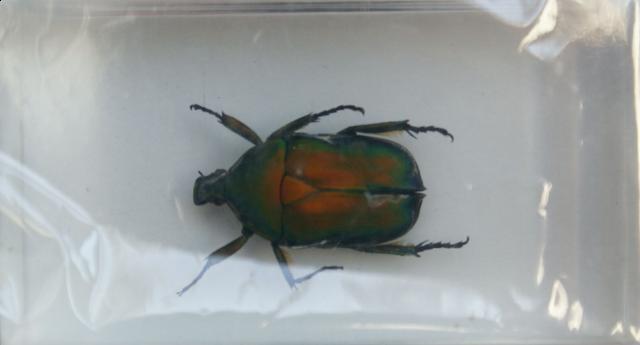 Насекомые №12 Бронзовка (Protaetia sp) фото, обсуждение