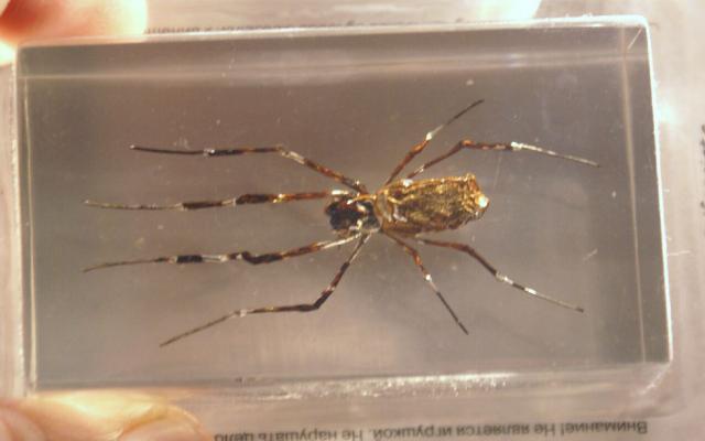 Насекомые №25 Агриопа Трехполосая (Argiope trifasciata) фото, обсуждение